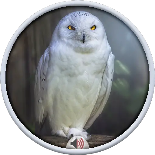 Owl Sounds Apk 20 Download Free Apk From Apksum Snowy Owl Png Free Owl Icon