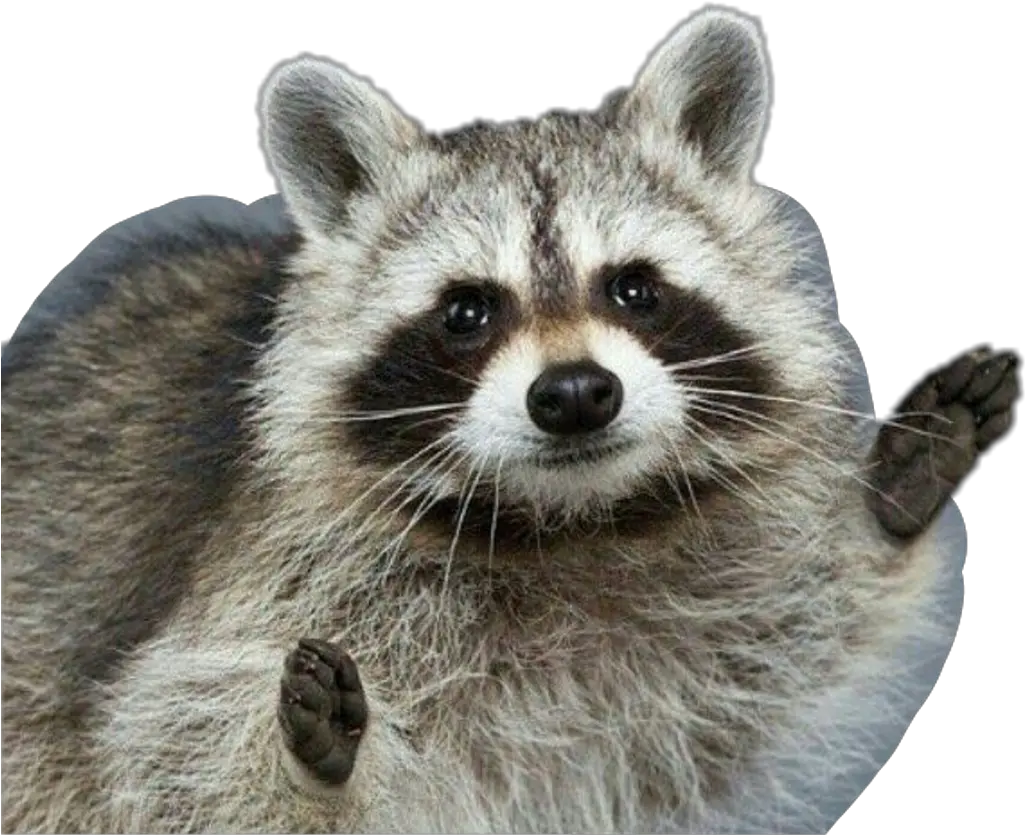 Download Hd Fun Racoon Cute Racoon Compared To Badger Png Raccoon Transparent Background