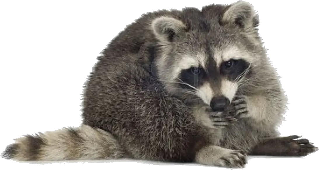 Png Transparent Images Free Download Transparent Racoon Png Raccoon Transparent Background