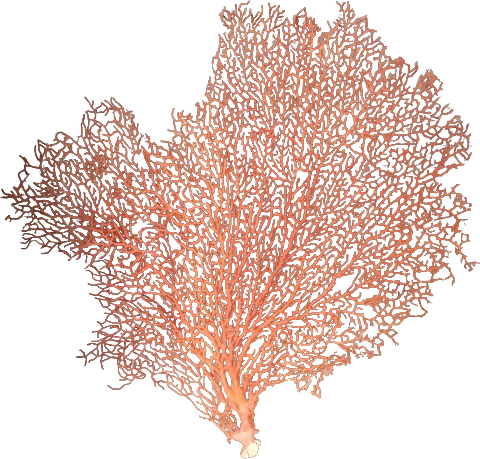 Red Sea Fan Coral Sea Fan Coral Png Coral Png