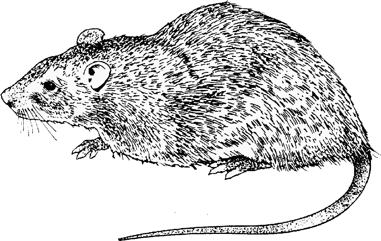 Rat Clipart Drawing Transparent Free For Rat Drawing Black And White Png Rat Transparent