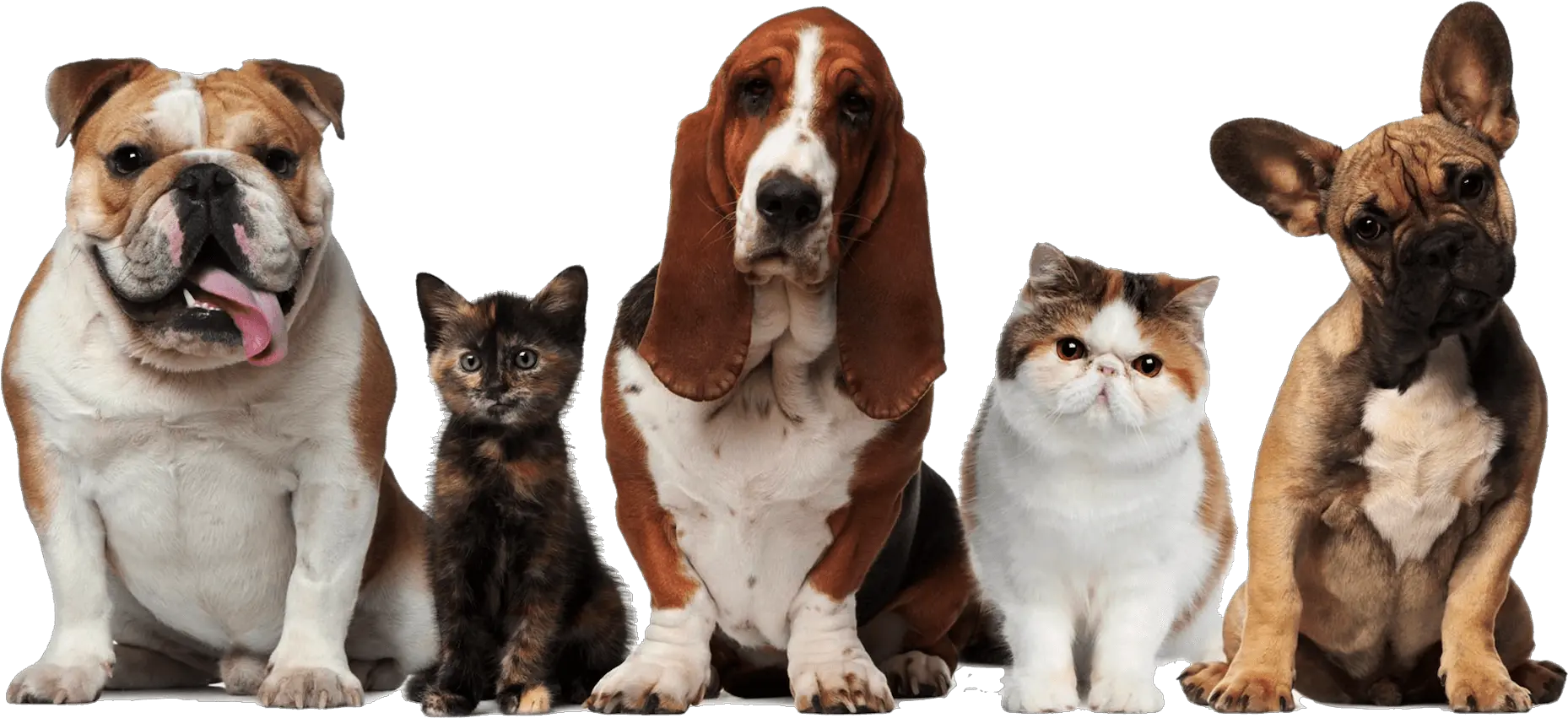 Main Dogs And Cats Pets Png Dogs Png