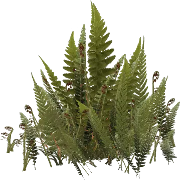 Fern Png 2 Image Fern Fern Png