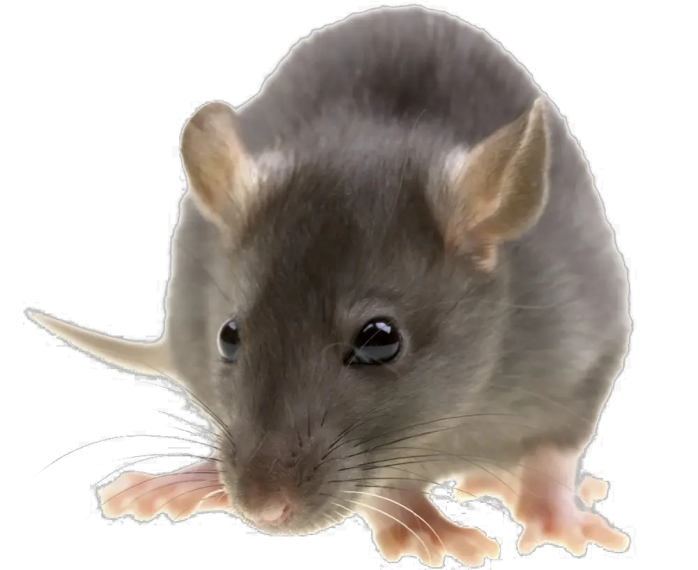 Png Image With Transparent Background Transparent Background Rat Clipart Rat Transparent
