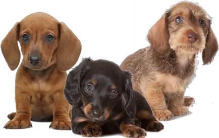 Puppies Transparent Images Png Arts Transparent Background Dachshund Png Puppy Png