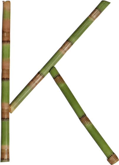 Buy Bamboo Font To Stay Flexible In Your Design Projects Bamboo Flute Png Bamboo Transparent Background