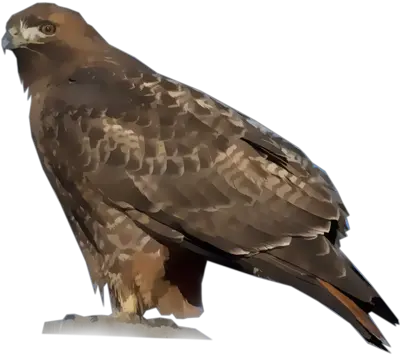 Download Red Tailed Hawk Full Size Png Image Pngkit Falcon Hawk Png