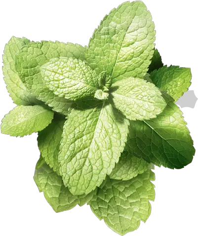 Mint Flavors Made From Natural Verbena Png Mint Transparent