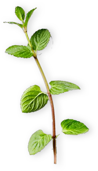 Mint Twig Png Mint Transparent
