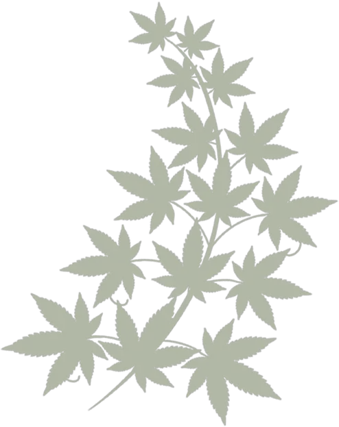 Index Of Imagescannabis Png Cannabis Leaf