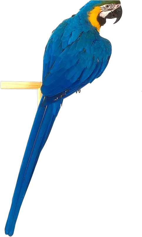 Png Blue Parrot Png Hd Picsart Parrot Transparent