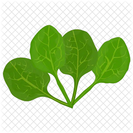 Spinach Leaves Icon Illustration Png Spinach Png