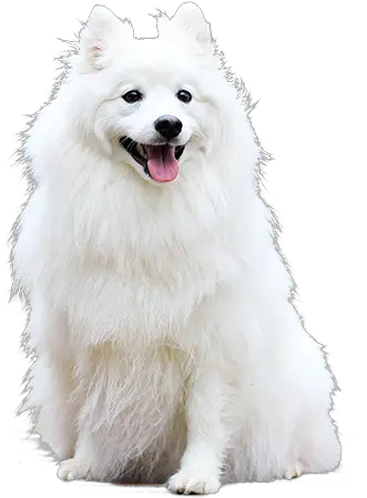 A Cutout Picture Of Fluffy White Dog W 1060845 Png White Dog Png Dog Ears Png