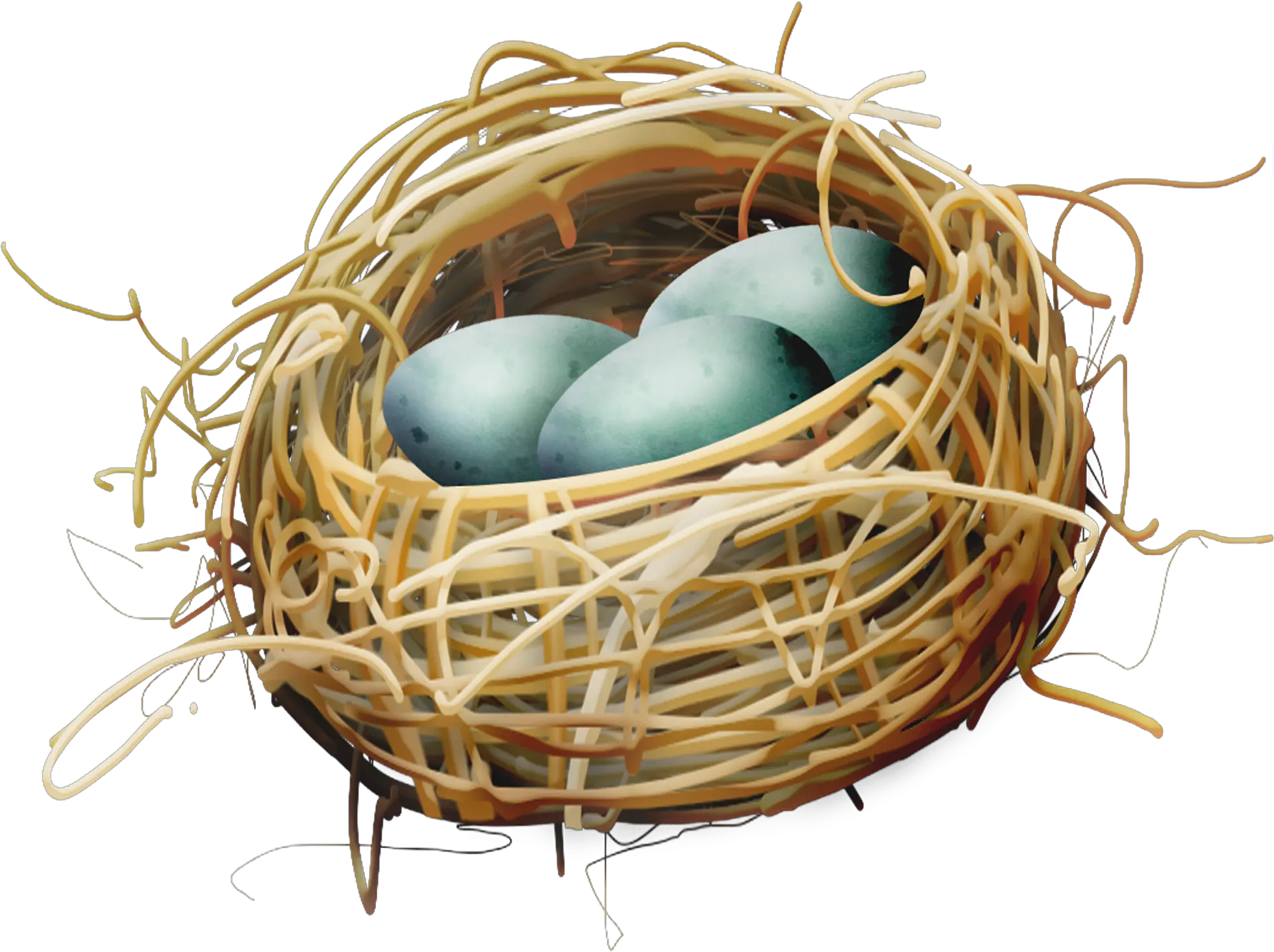 Bird Nest Egg Bird Nest Clipart 2362x2362 Png Clipart Transparent Nest Clipart Bird Nest Png