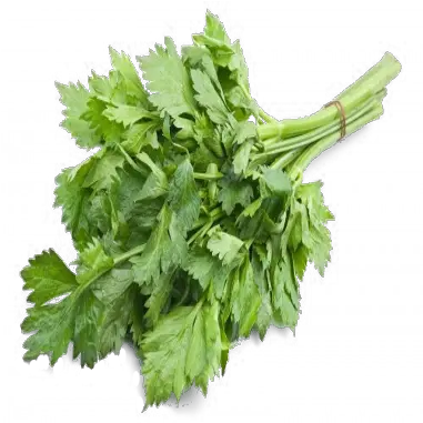 Celery Coriander Png Celery Png