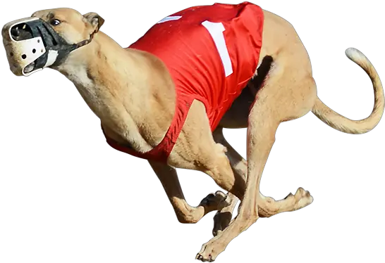 Greyhound Racing Png U0026 Free Racingpng Transparent Greyhound Racing Greyhound Png Dog Running Png