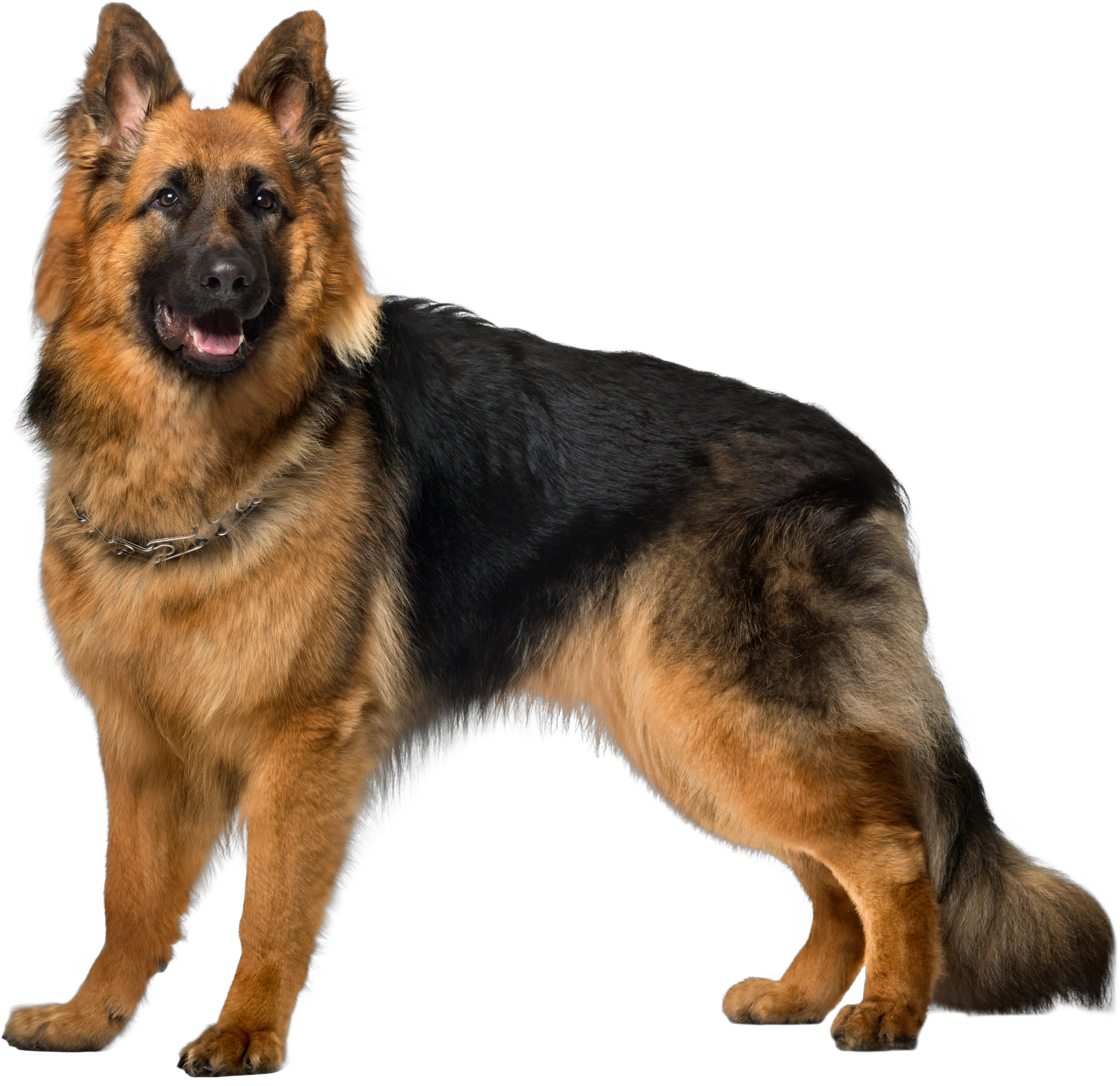 German Shepherd Png Images Free Download