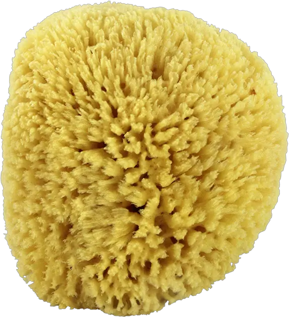 Download Natural Sea Sponge Sea Sponge Transparent Background Png Sponge Png