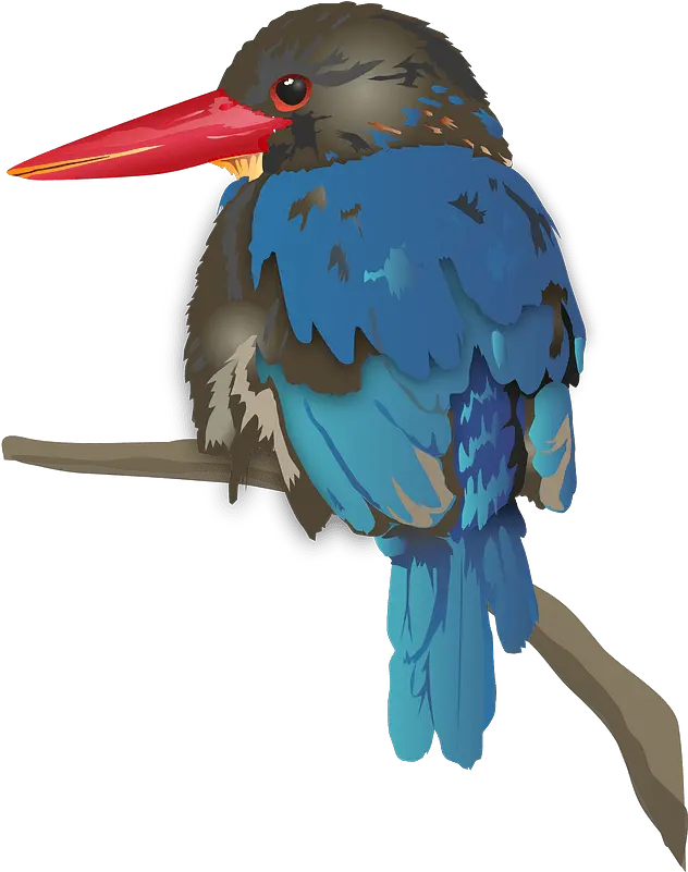 Java Kingfisher Bird Clipart Javan Kingfisher Png Bird Clipart Png