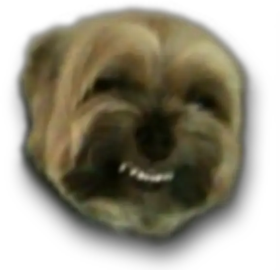 Image 244245 My Faggot Dog Know Your Meme Vulnerable Native Breeds Png Doge Face Png