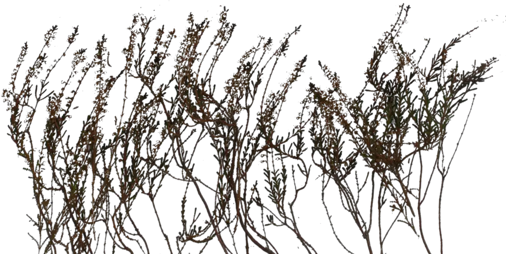 Planting Some Grass Guild Of Writers Wiki Bushes Textures Png Grass Texture Png