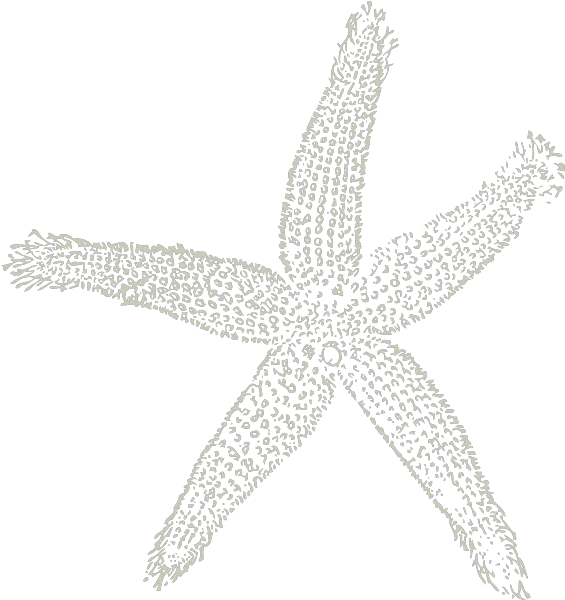 Starfish Clipart Png White Starfish Png Star Fish Png Fish Clip Art Starfish Clipart Transparent Background