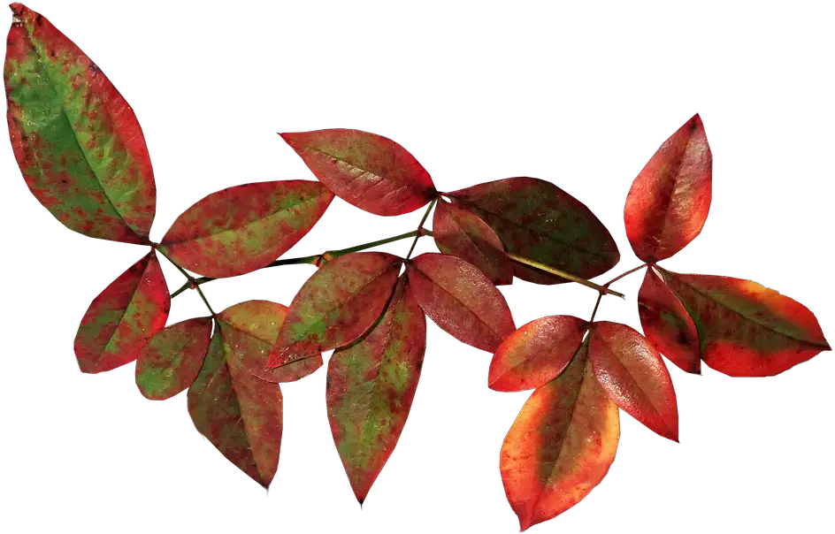 Leaves Bamboo Nandina Free Photo On Pixabay Sacred Bamboo Png Bamboo Leaves Png