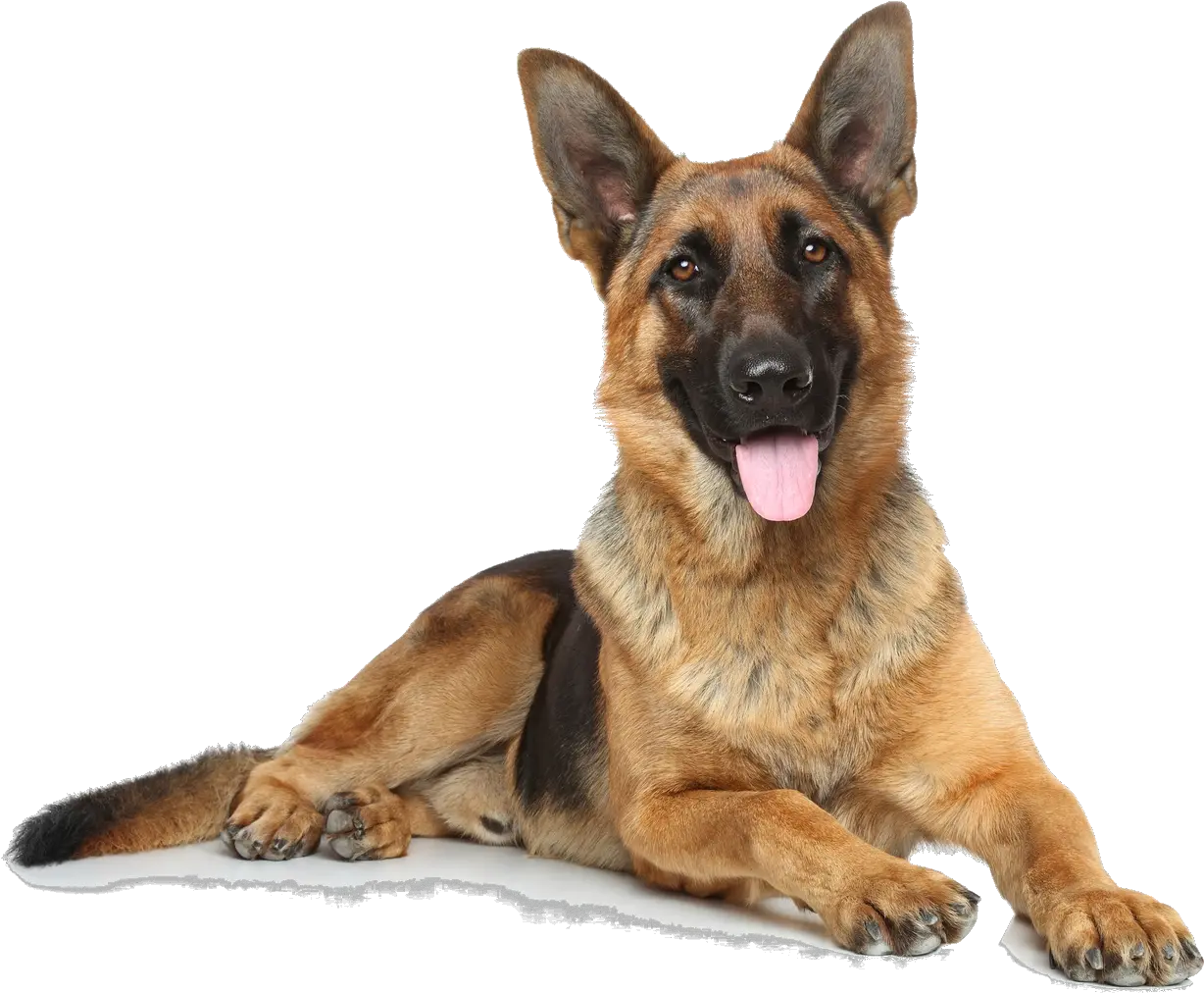 The Farm Online Adoption Form The Farm Dog Rescue Full Grown German Shepherd Png Puppy Transparent Background