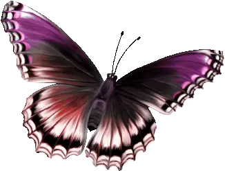 Top Butterfly Stickers For Android U0026 Ios Gfycat Butterfly Hd Images Download Png Butterfly Gif Transparent