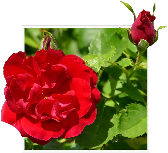 Download Rosas Rojas Png Hybrid Tea Rose Full Size Png Blahoželania K Meninám Facebook Rosas Rojas Png