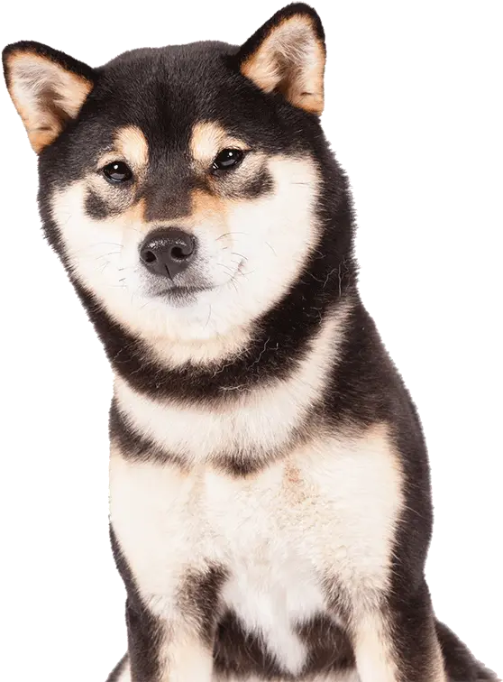 Shiba Inu Dog Breed Information Black Shiba Inu Png Shiba Inu Png