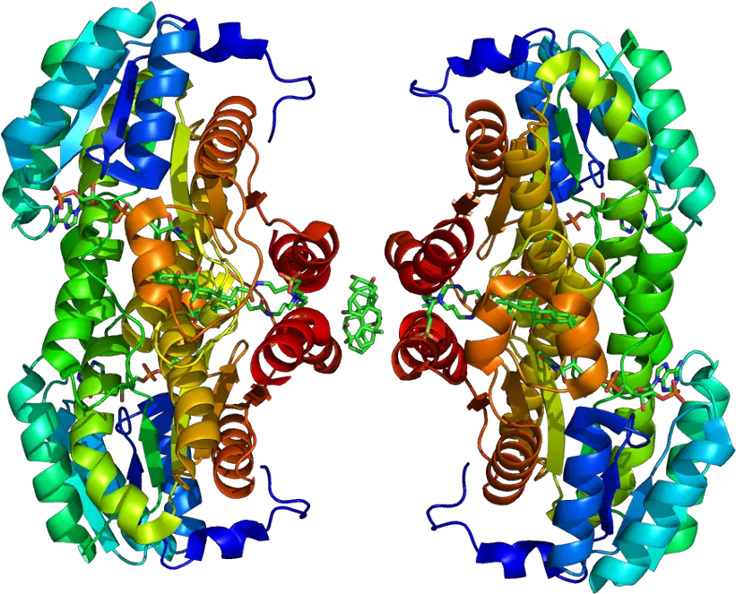 Fileprotein Hsd11b1 Pdb 1xu7 No Fogpng Wikimedia Commons 11 Beta Hydroxysteroid Dehydrogenase 2 Fog Png