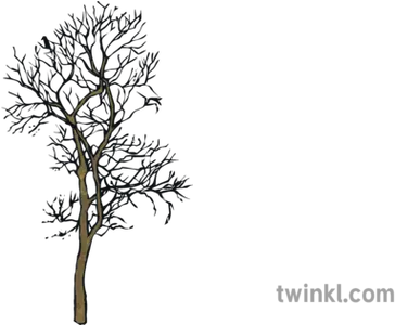 Dead Winter Autumn Tree Silhouette Ks2 Illustration Twinkl Pond Pine Png Oak Tree Silhouette Png