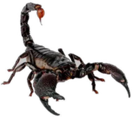 Scorpion Png Free Download 8 Images Different Species Kind Of Bug Png Images Download