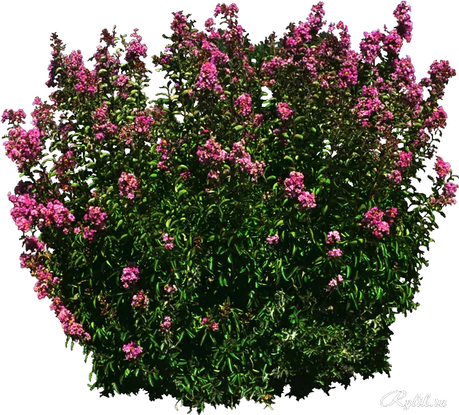 Download Shrub Png Flower Png Image With No Rose Tree Picart Png Shrub Transparent Background