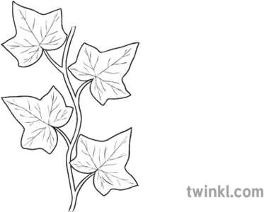 Ivy Vine Repeatable General Plant Black And White Borders Of Leaves Png Ivy Leaf Png