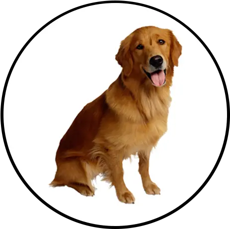 Shop Golden Retriever Photos Png Clipart Full Size Golden Retriever Png Transparent Golden Retriever Transparent