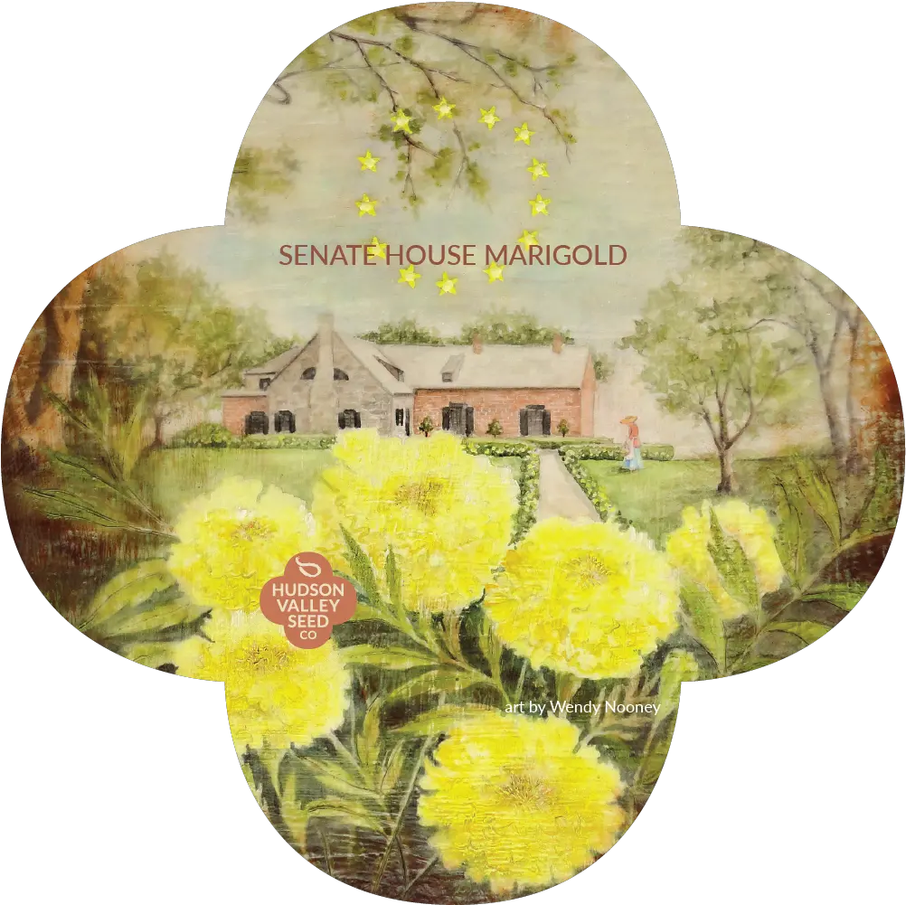 Senate House Marigold Common Dandelion Png Marigold Transparent