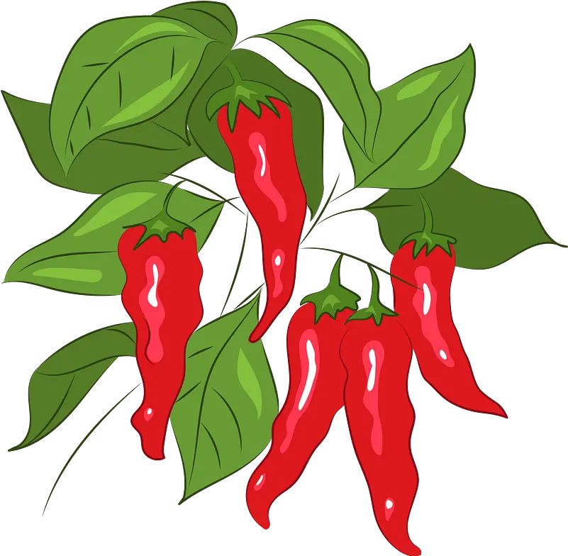 Chili Clipart Birdu0027s Eye Chili Png Download Full Size Transparent Chilli Plant Png Chili Icon Transparant