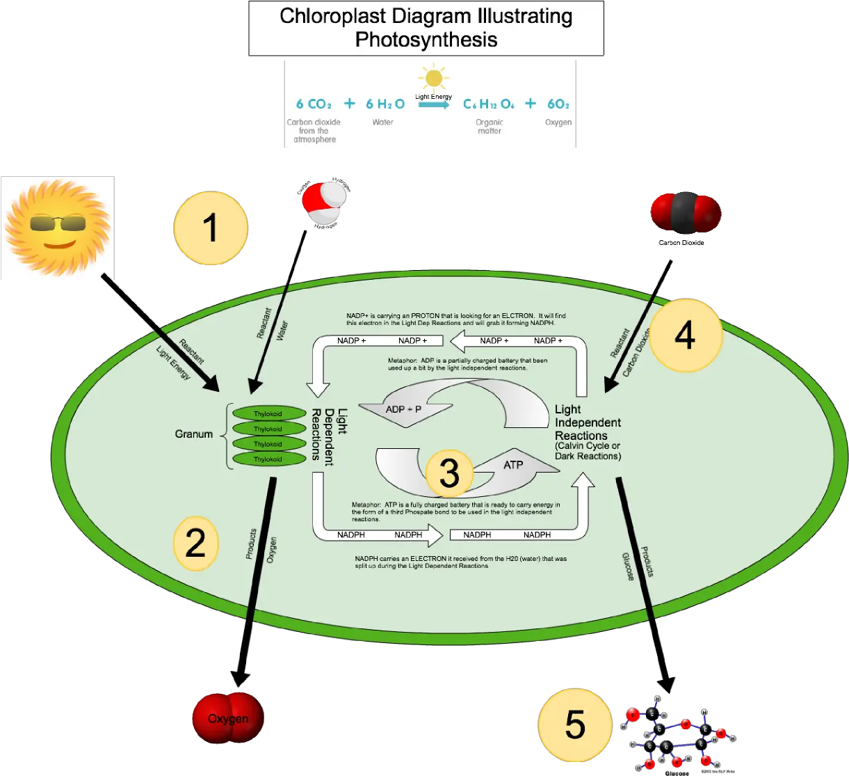 Download Hd Mitochondria Electron Transport Chain The Krebs Circle Png Mitochondria Png