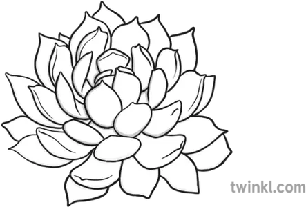 Succulent Black And White Illustration Twinkl Line Art Png Succulent Png