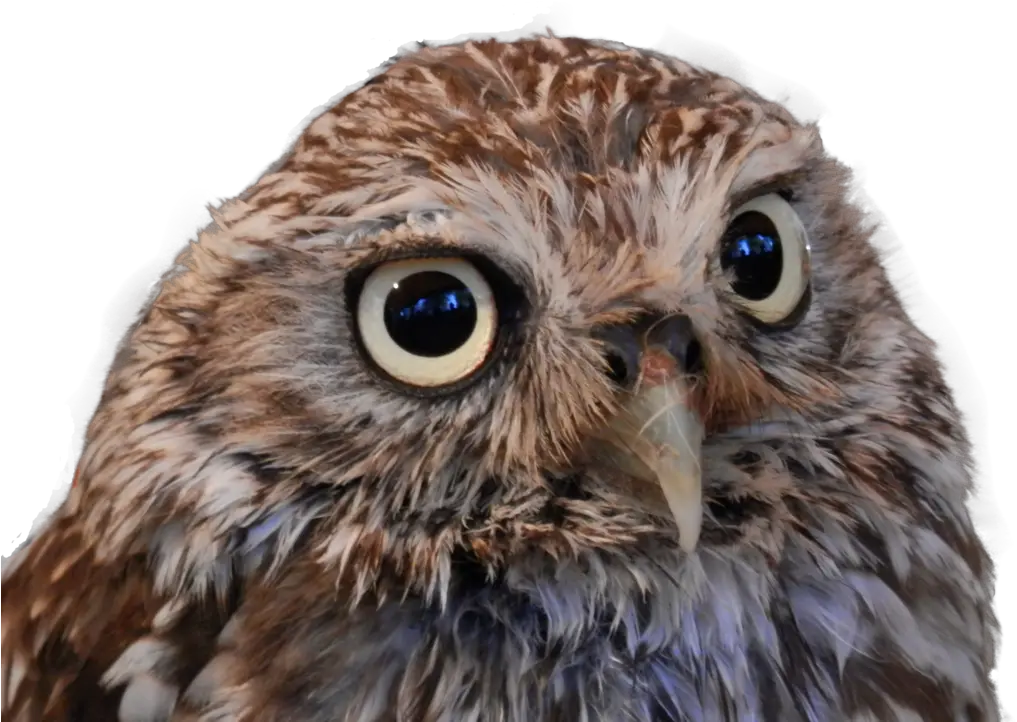 Owl Png Owl Head Png Owl Transparent