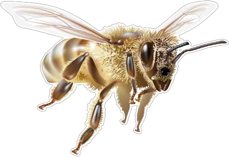 Bees Flying Transparent U0026 Png Clipart Free Download Ywd Transparent Honey Bee Flying Transparent Bees