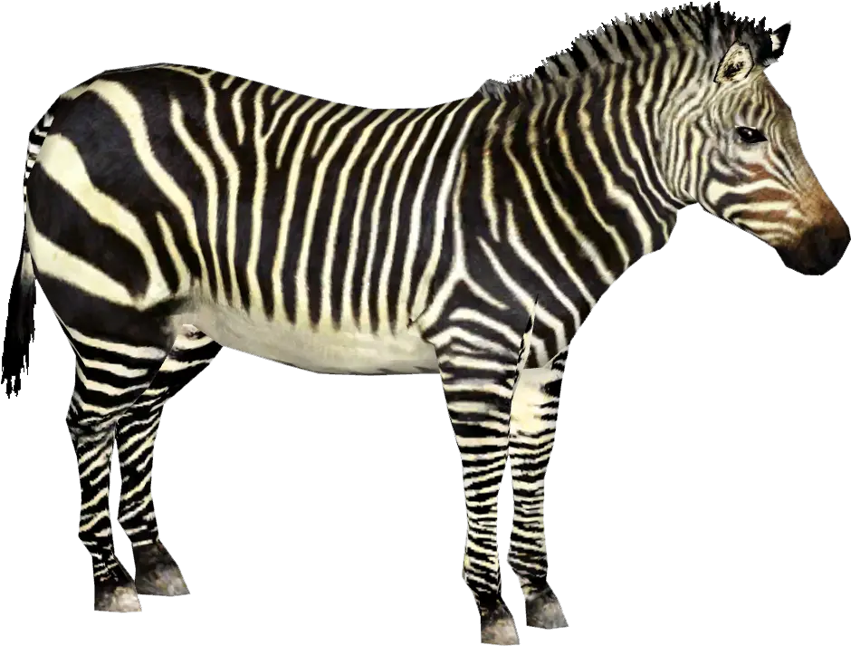 Download Hd Cape Mountain Zebra Zoo Tycoon 2 Zebra Png Zebra Png