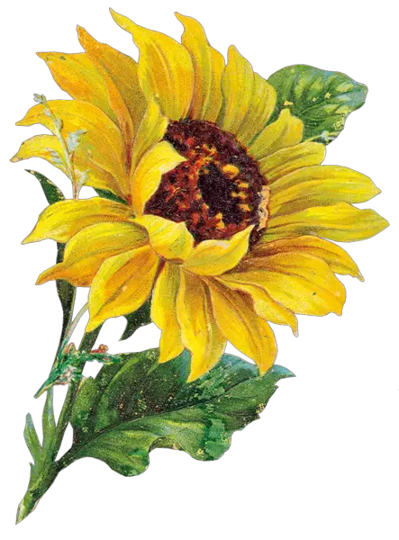 Floating Sunflower Png