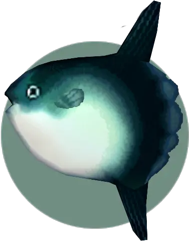 Ocean Sunfish Animal Crossing Wiki Fandom Mola Mola Animal Crossing Png Ocean Fish Png