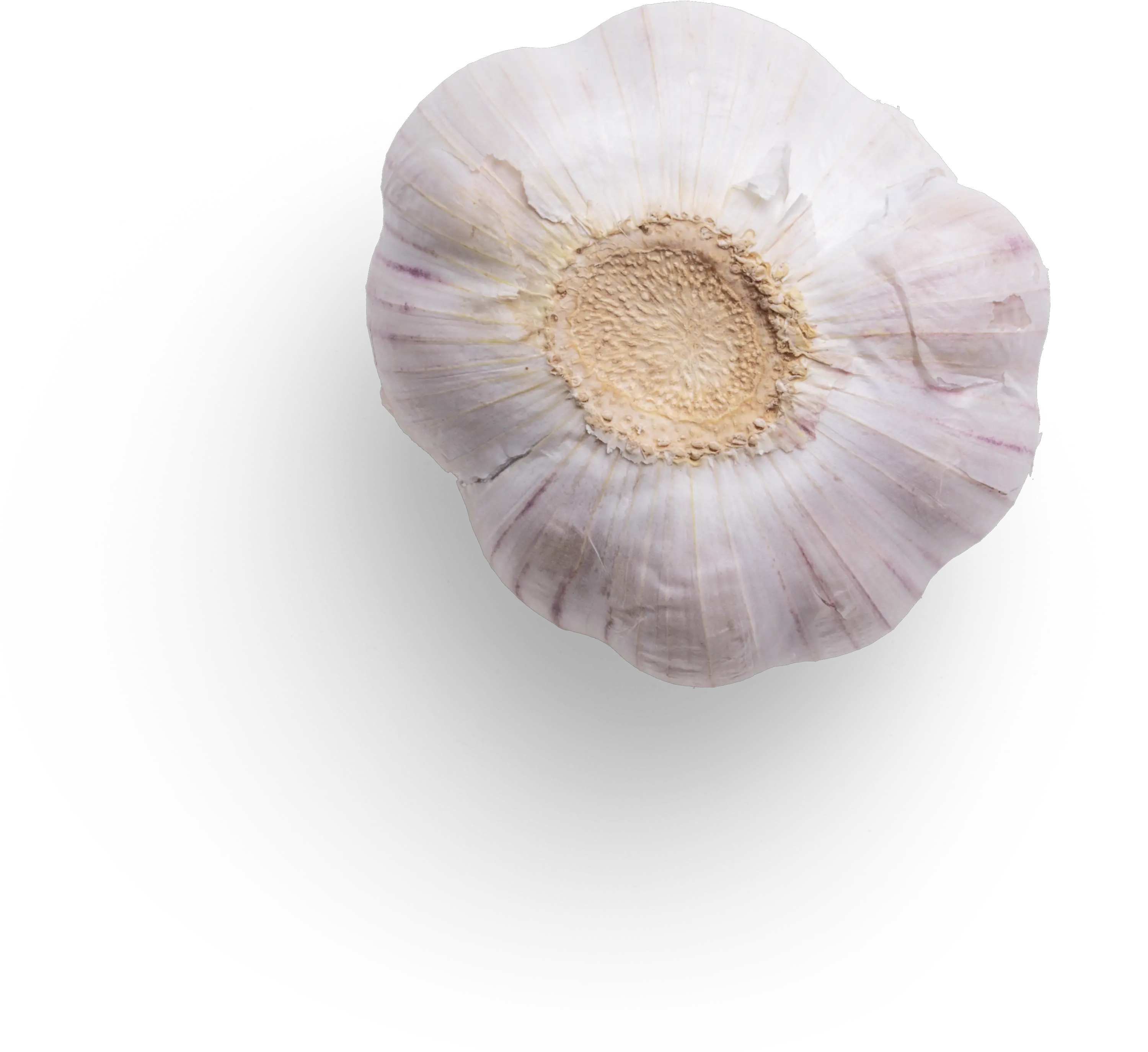 Garlic Graphic Asset Anemone Png Garlic Transparent Background