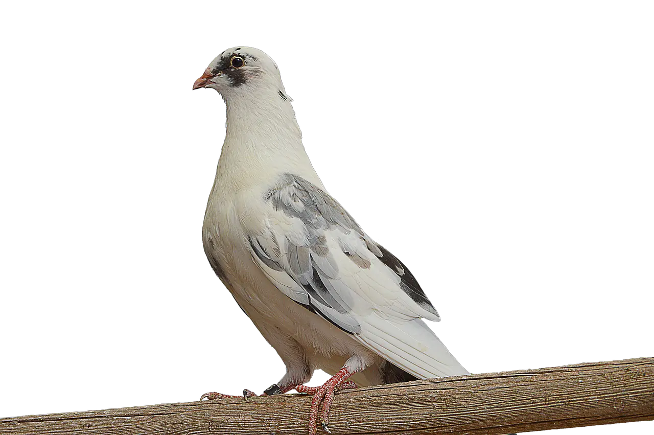 Png Paloma White Dove Dove On Branch Png Paloma Png