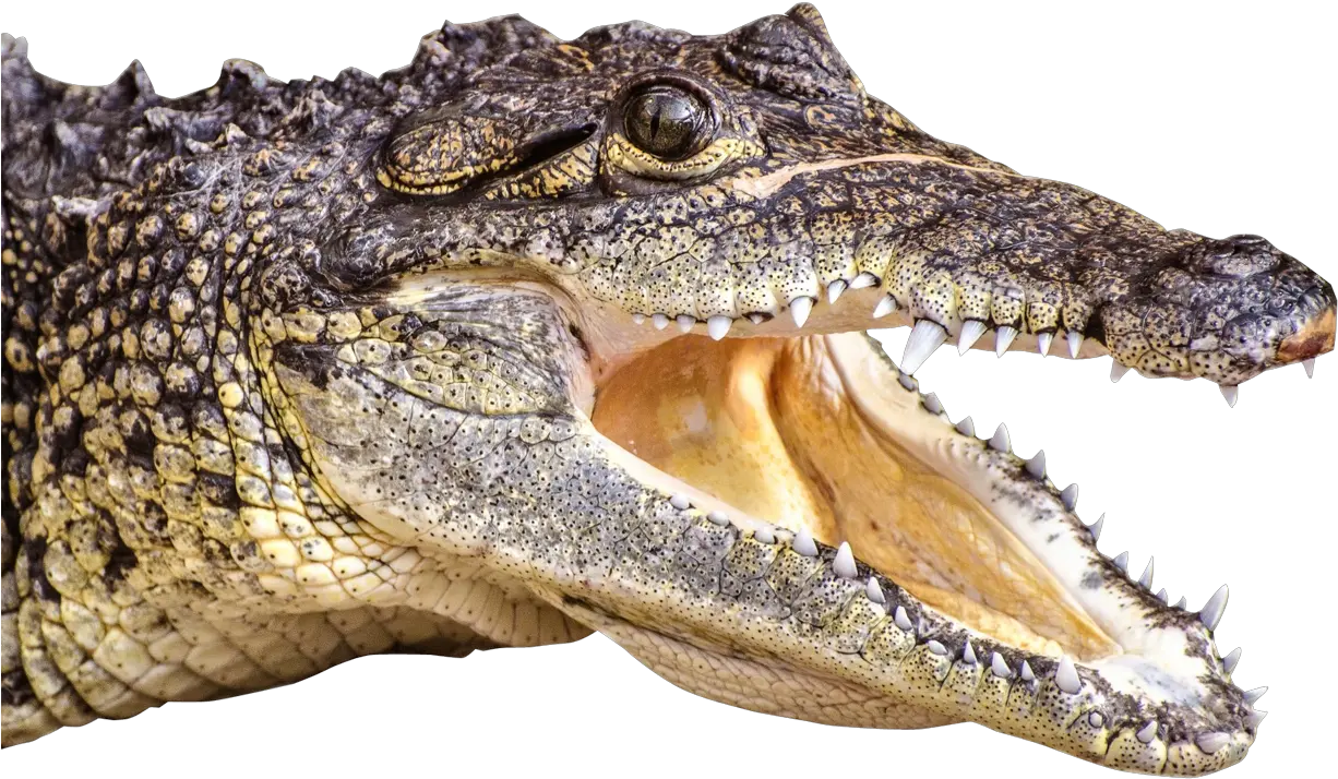 Gator Clipart Face Alligator Head Png Gator Png