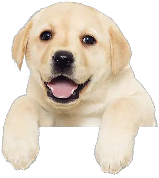 Puppies Dog Peeking Transparent Png Puppy Png